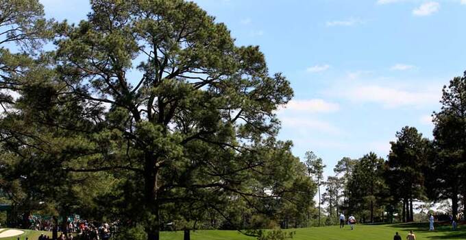 Eisenhower Tree Eisenhower Tree