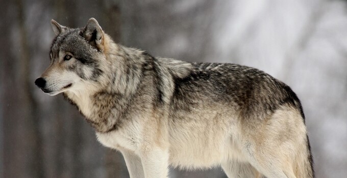 Wolf Wolf