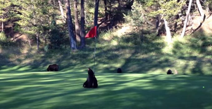 Bear with flagstick Bear with flagstick