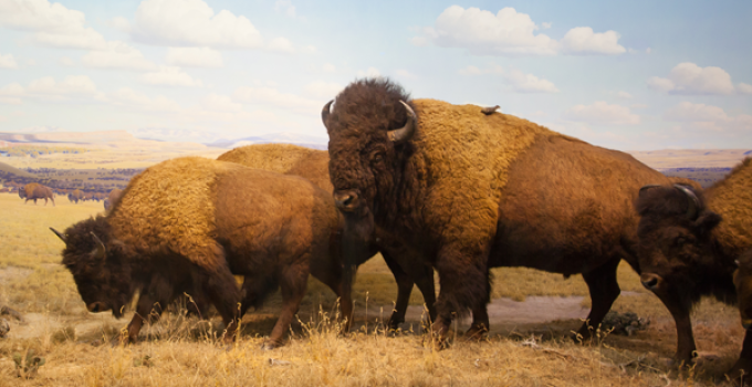 buffalos buffalos