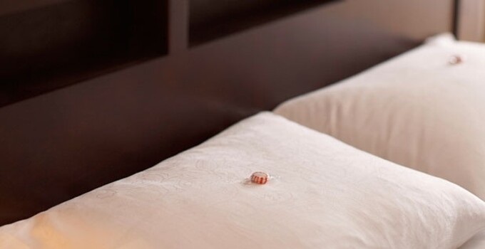 Mint on the pillow Mint on the pillow